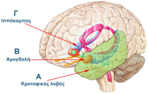 brain-abc