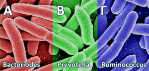 enterotypes